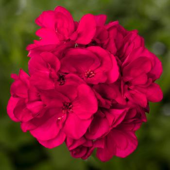 Pelargonium 