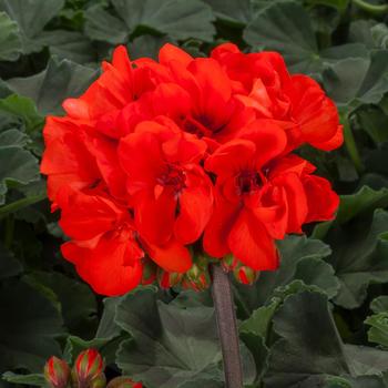 Pelargonium Mojo™ Orange