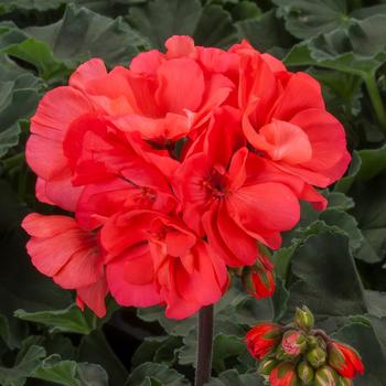 Pelargonium 