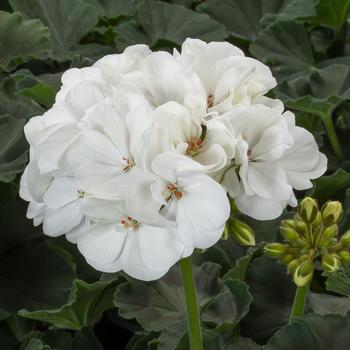 Pelargonium Mojo™ 'White'