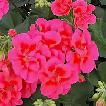 Pelargonium Moxie!™ 'Pink Splash'