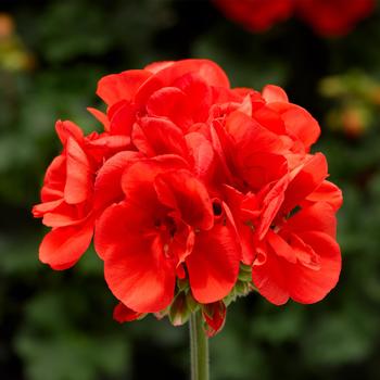 Pelargonium 'Orange' 