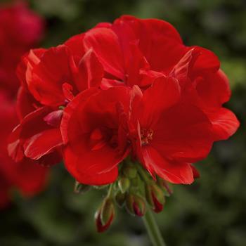 Pelargonium 'Scarlet' 