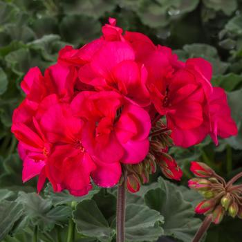 Pelargonium 'Violet' 