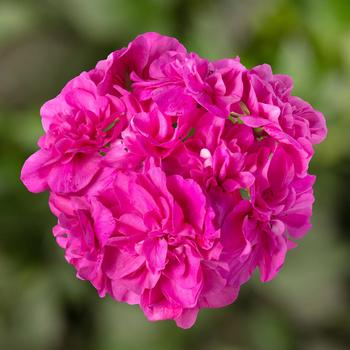 Pelargonium peltatum 'Amethyst' 