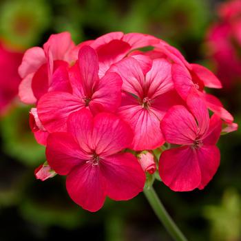 Pelargonium x hortorum Exotica™ 'Coral Sunrise'