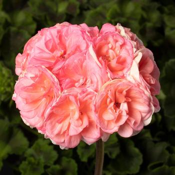 Pelargonium x hortorum 'Antique Salmon' 