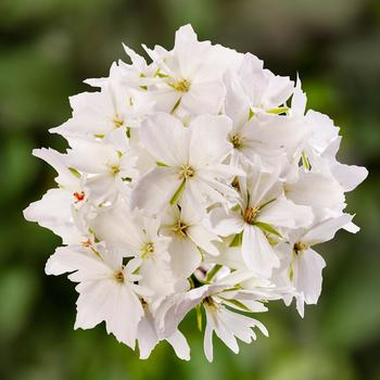 Pelargonium x hortorum 'Starry Pure White'