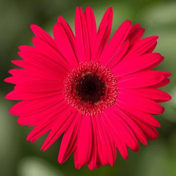 Gerbera jamesonii Jaguar™ Rose Dark Center Improved