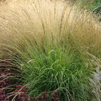 Molinia 'Whirlwind' 