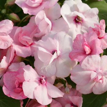 Impatiens walleriana Athena™ 'Appleblossom Imp.'