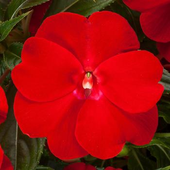 Impatiens Spectra™ Bright Red