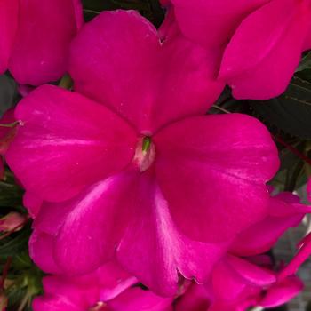 Impatiens 