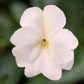 Impatiens Spectra™ White