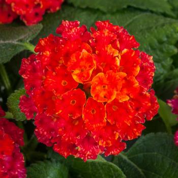 Lantana camara Bandana® 'Black Cherry'