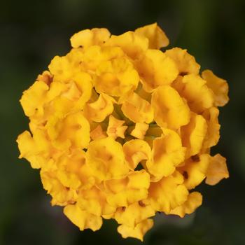 Lantana camara 'Gold' 