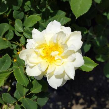 Rosa 