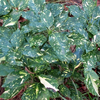 Aucuba japonica 'Fructo-albo' 