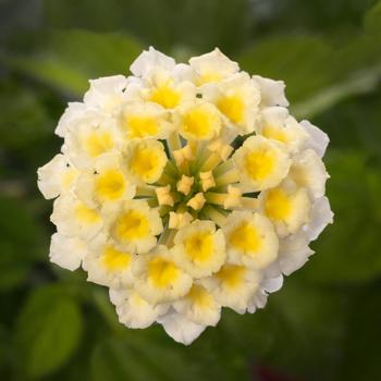 Lantana camara Bandolista™ 'Coconut'