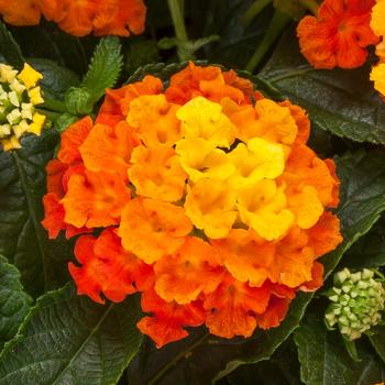 Lantana camara