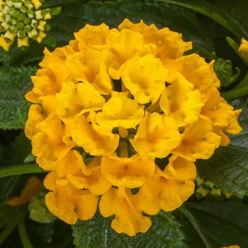 Lantana camara 'Pineapple' 