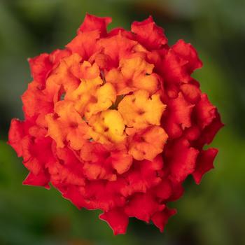 Lantana camara Bandolista™ Red Chili