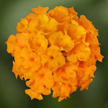 Lantana camara Landscape Bandana® 'Gold Improved'