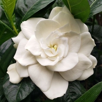 Gardenia jasminoides 'Belmont' 