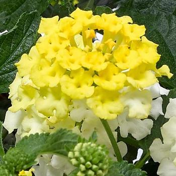 Lantana camara 'Lemon Zest' 