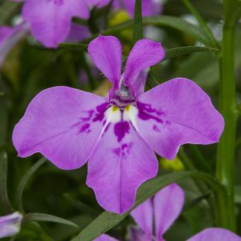 Lobelia erinus