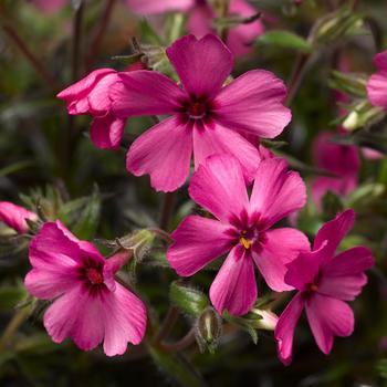 Phlox subulata