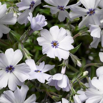 Phlox subulata