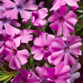 Phlox subulata GoldiPhlox™ Pink