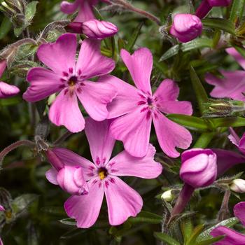 Phlox subulata