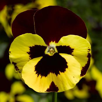 Viola x wittrockiana 'Yellow with Red Wing' 