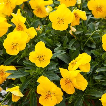 Viola x wittrockiana 'Golden Yellow' 