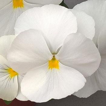 Viola x wittrockiana Freefall™ XL 'White'