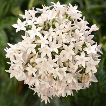 Pentas lanceolata 'White' 