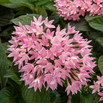 Pentas lanceolata 'Cascade Blush' 