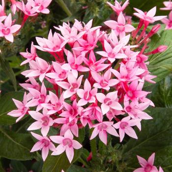 Pentas lanceolata 'Cascade Pink Bicolor' 