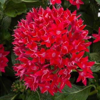 Pentas lanceolata Starcluster™ 'Cascade Red'