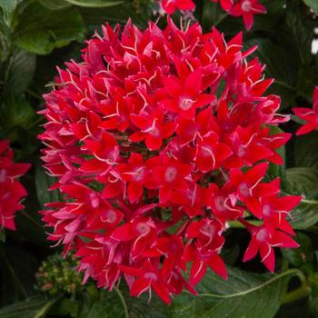 Pentas lanceolata 'Cascade Red' 