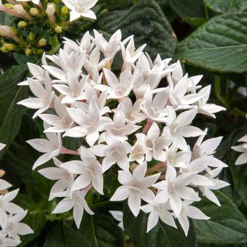 Pentas lanceolata 'Cascade White' 