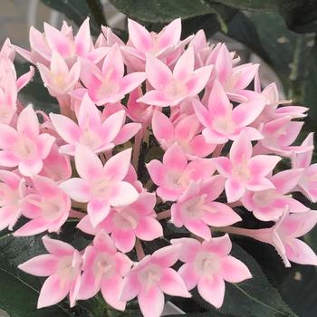 Pentas lanceolata 'Light Pink' 