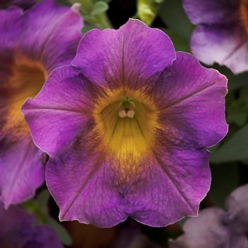 Petunia 'Amethyst Sunshine' 