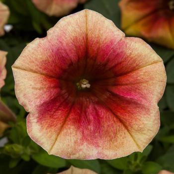 Petunia 'Peach Melba' 