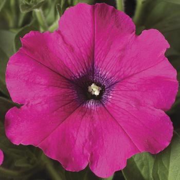 Petunia 