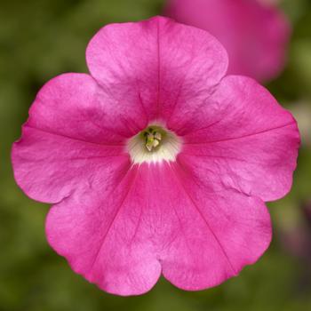 Petunia 'Rose' 