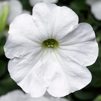 Petunia 'White' 