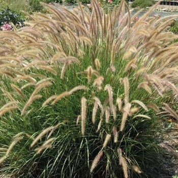 Pennisetum alopecuroides 'Weserbergland' 